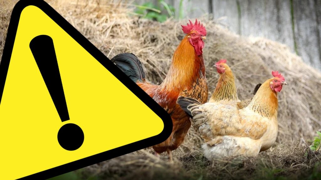 Ptasia grypa - ważne informacje