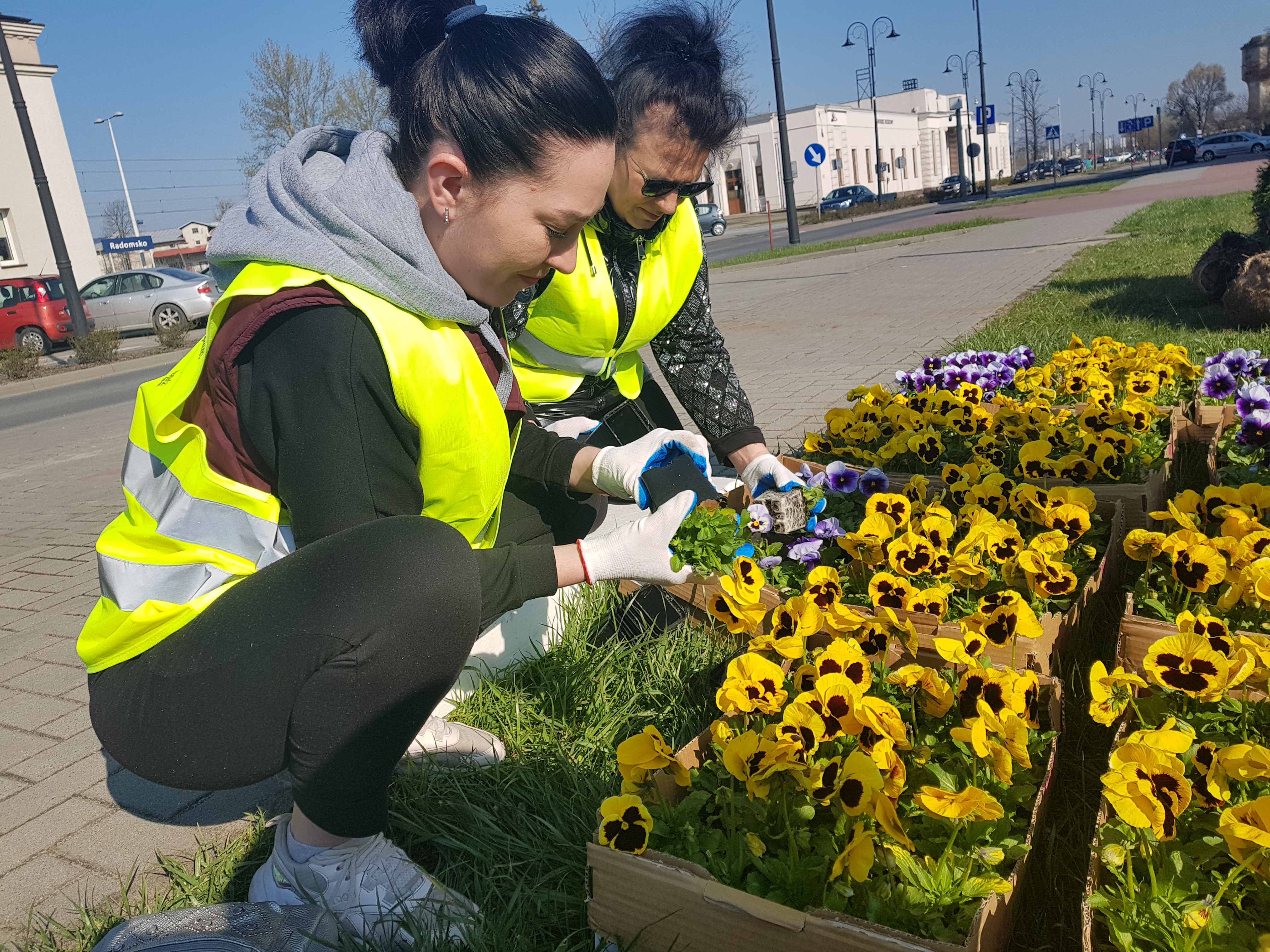 Wspólnie sadzenie żółto-niebieskich kwiatów w geście wdzięczności dla mieszkańców Radomska
