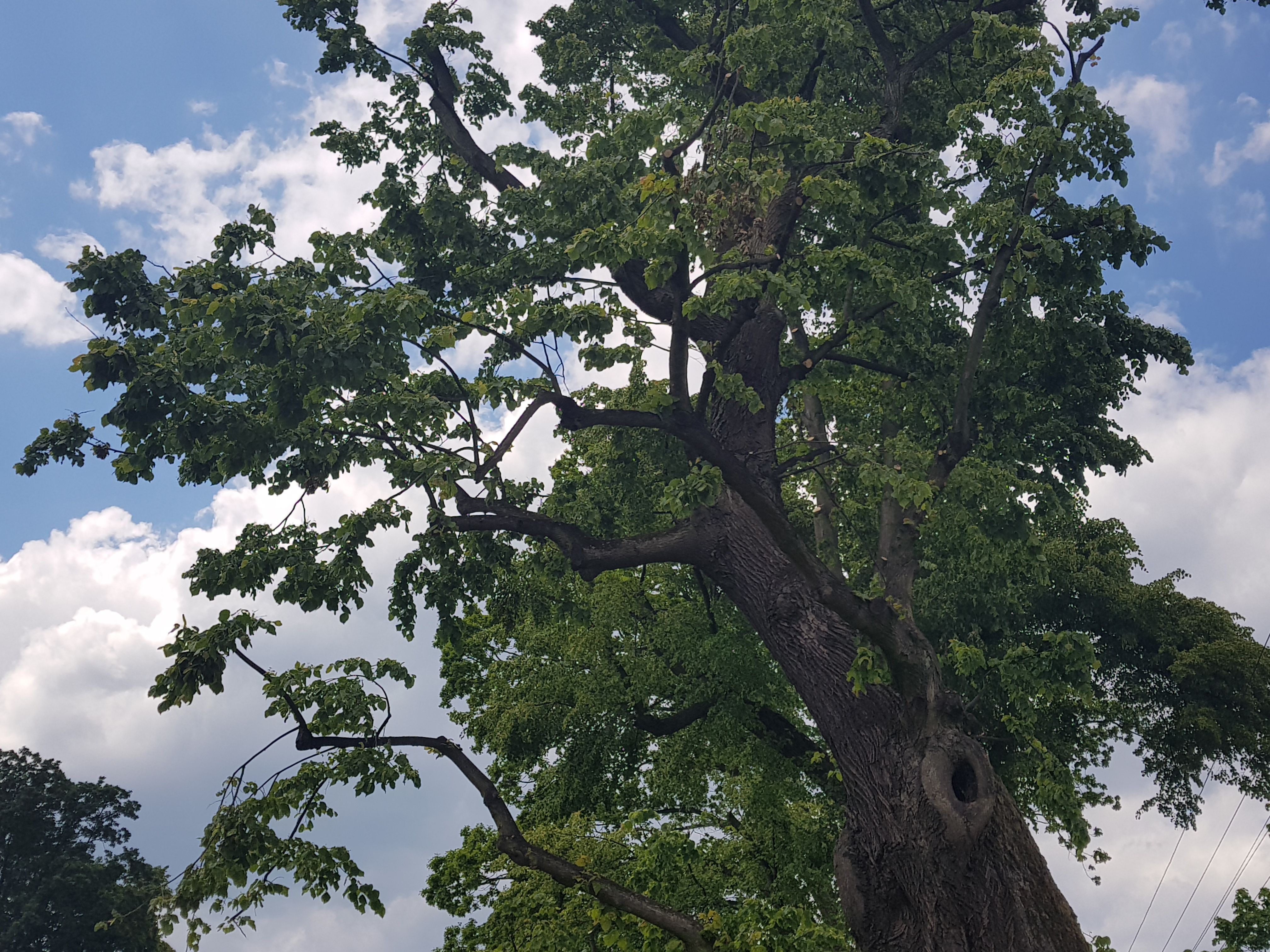 Zapraszamy na szkolenie dotyczące prawidłowej pielęgnacji drzew