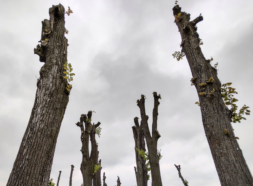 Pielęgnacja TAK - ogławianie NIE