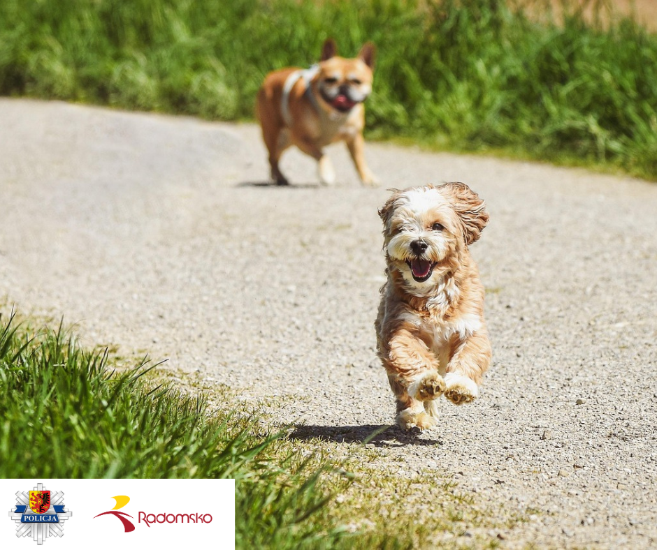 Apel do mieszkańców Radomska: Zadbajmy o bezpieczeństwo naszych pupili w czasie wakacji